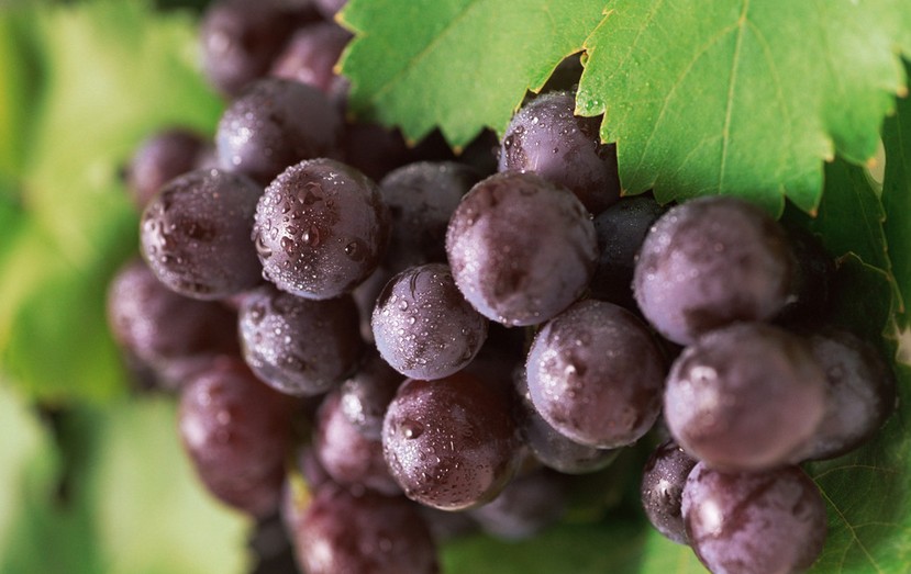 “葡萄美酒夜光杯”，敦煌陽關(guān)葡萄最甜美