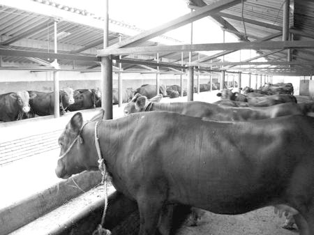 產(chǎn)業(yè)發(fā)展看平?jīng)觥捌經(jīng)黾t?！眽?nèi)開花墻外紅