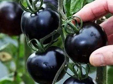 快看！蘭州新區(qū)高優(yōu)新特圣女果“黑羅漢”成熟待摘