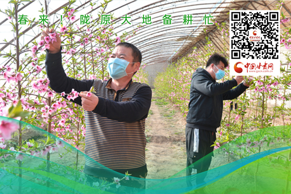海報丨春來！隴原大地春耕忙