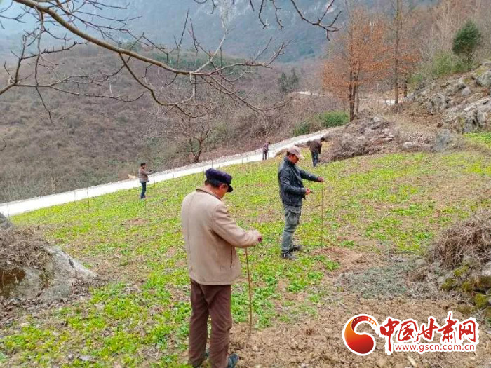 【甘肅全民戰(zhàn)“疫”】戰(zhàn)“疫”中，隴南稻坪的春天