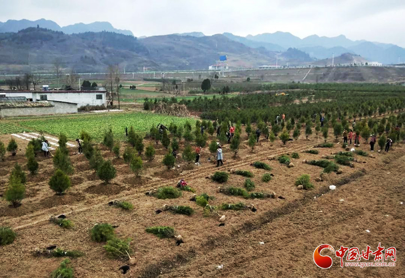 【甘肅全民戰(zhàn)“疫”】徽縣：疫情難擋苗木綠 復工復產(chǎn)別樣忙