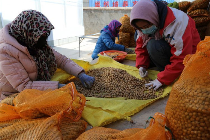 了不起！甘肅定西馬鈴薯良種出口7個(gè)國(guó)家