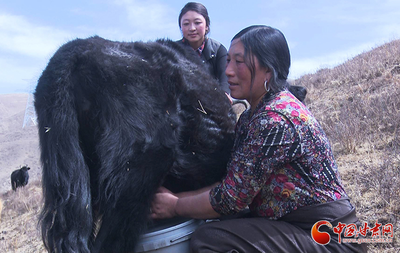 甘肅合作：高原上盛開了一朵美麗的“格?；ā保▓D）