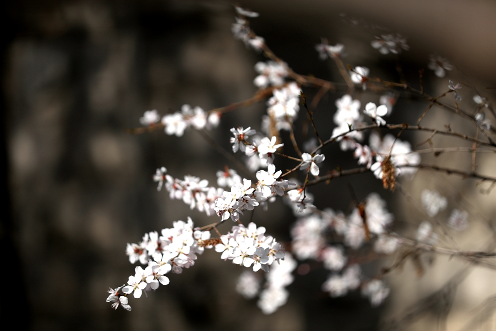 海報|花開隴原，甘肅這些景區(qū)正在復蘇！