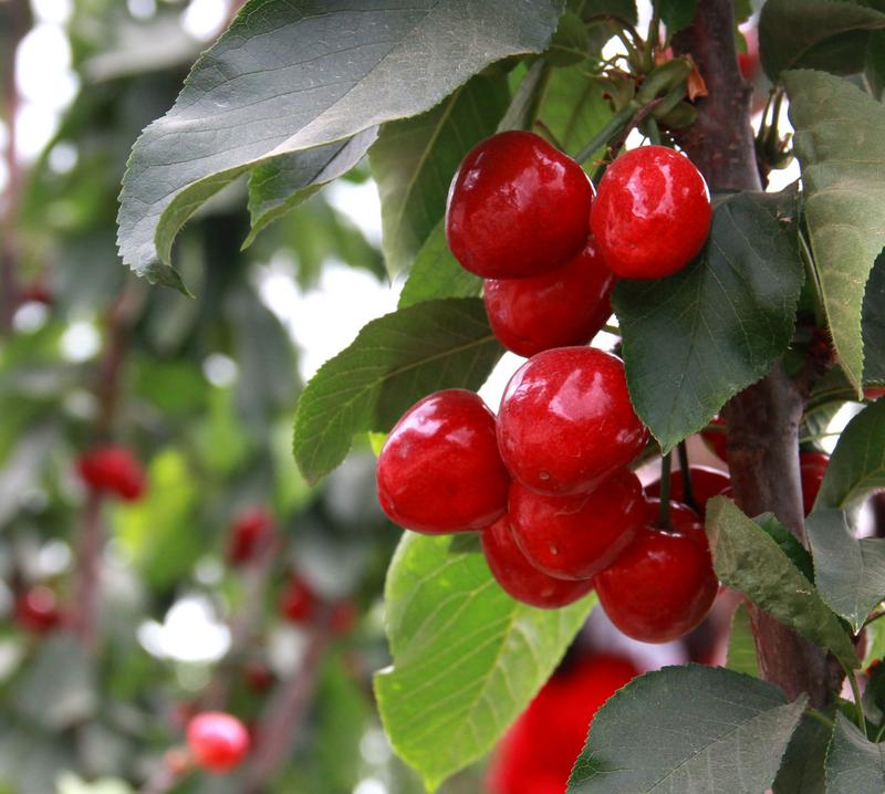 趕緊約起來(lái)！民勤紅旗谷櫻桃采摘園開(kāi)園啦！