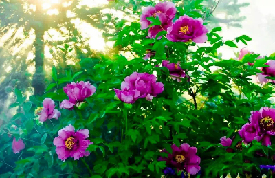 【“甘味”故事】“百花王”駕到！國色傾城正當時