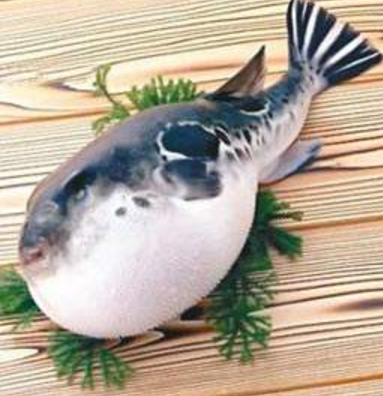 蘭州市市場監(jiān)督管理局發(fā)布通告禁止違法加工、經(jīng)營河豚魚