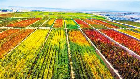 拉開架勢興產(chǎn)業(yè)——武威天?？h發(fā)展特色農(nóng)業(yè)綜述