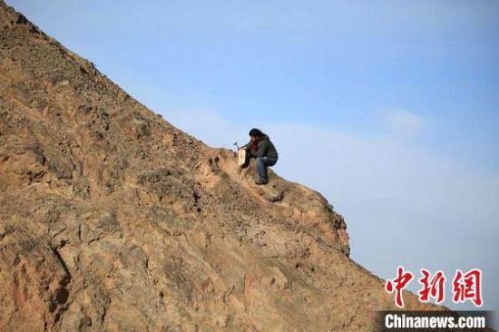 圖為敦煌“80后”畫(huà)家張杰龍?jiān)诙鼗腿Ｉ嚼锊杉V石顏料。(資料圖)受訪者供圖