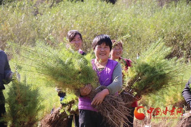 徽縣：苗木豐收農民笑