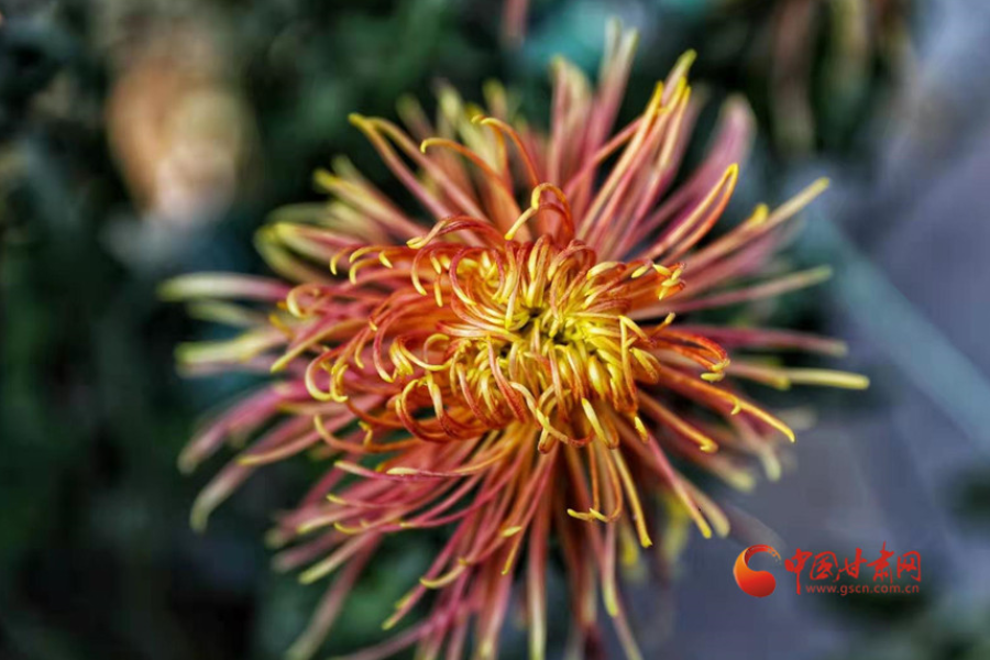 十五年，鍥而不舍終夢(mèng)圓——寫(xiě)在蘭州市入選全國(guó)文明城市之際