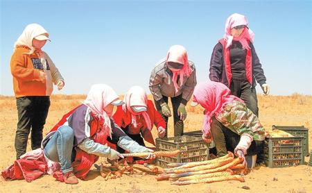 武威民勤：中藥材豐收 藥農收獲忙