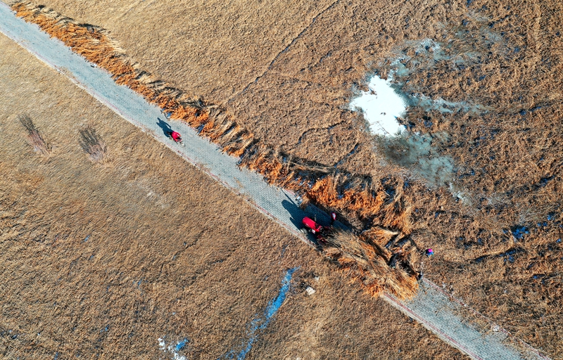 【飛閱甘肅】葦黃時(shí)節(jié) 張掖萬(wàn)畝蘆葦開鐮收割