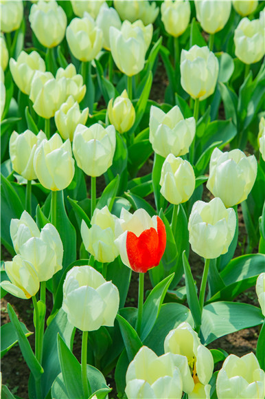 花叢中，別具一格。羅云希 攝