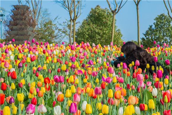五顏六色郁金香花海。羅云希 攝