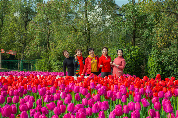 游客在郁金香花海里拍照打卡。羅云希 攝