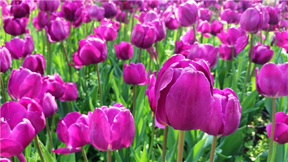 紫色郁金香。華龍網—新重慶客戶端袁舒含 攝