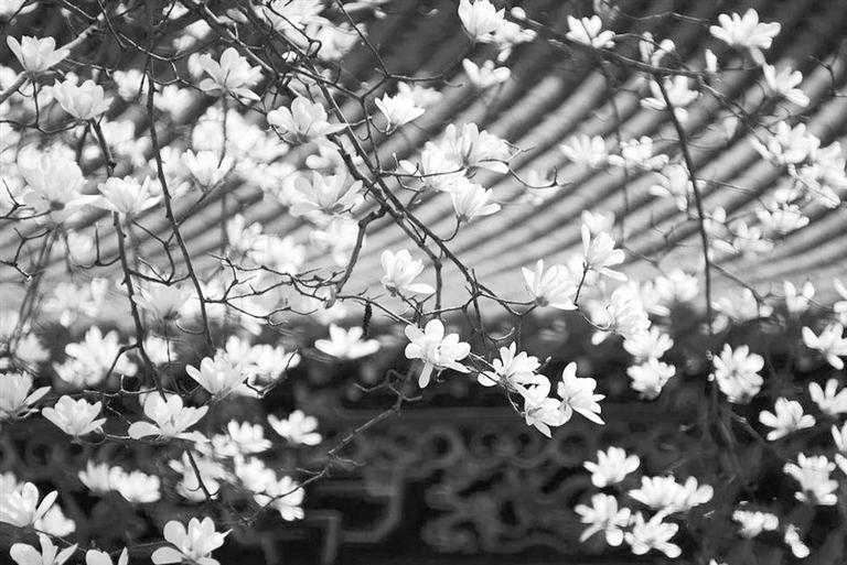 天水雙玉蘭堂，吟杜甫詩 煎泉水茶 賞白石書法