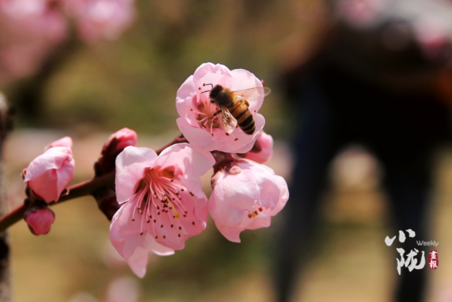 【小隴畫報(bào)·113期】最美人間四月天，灼灼桃花映秦安