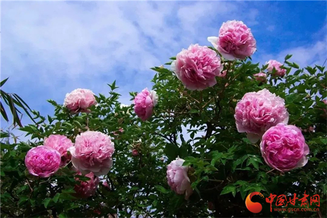 【五一游甘肅】暢游“臨洮縣紫斑牡丹文化旅游節(jié)”，這份攻略請收下！