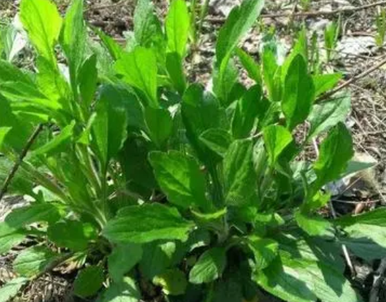 注意！路邊的野菜可不能亂采