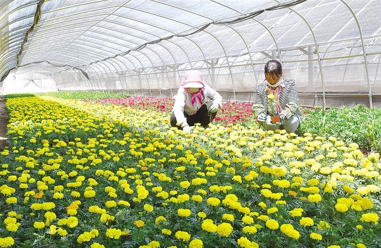 臨夏東鄉(xiāng)縣利用“企業(yè)+農(nóng)戶”合作模式推進(jìn)“農(nóng)光互補”項目建設(shè)