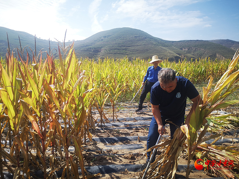 【慶豐收 感黨恩】定西安定：劉鴻奎的豐收節(jié)！