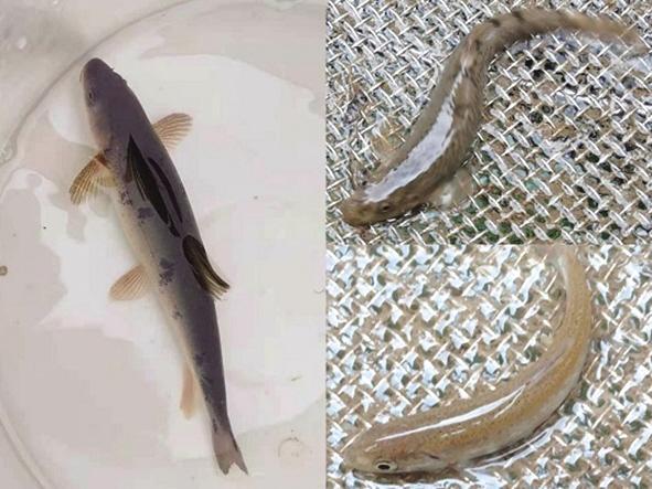 祁連山生態(tài)環(huán)境持續(xù)改善 野生土著魚重現(xiàn)莊浪河