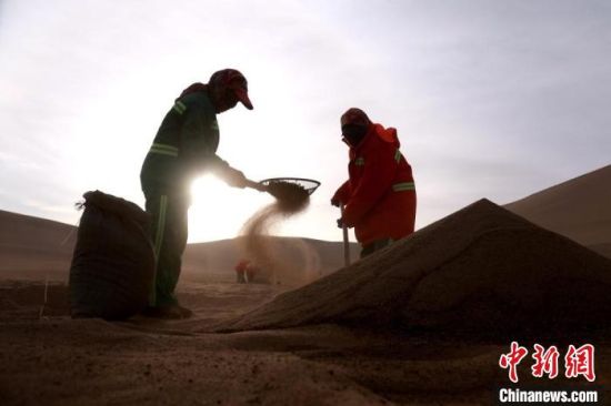 圖為“駱駝保姆”用土方法清理駝糞?！垥粤?攝