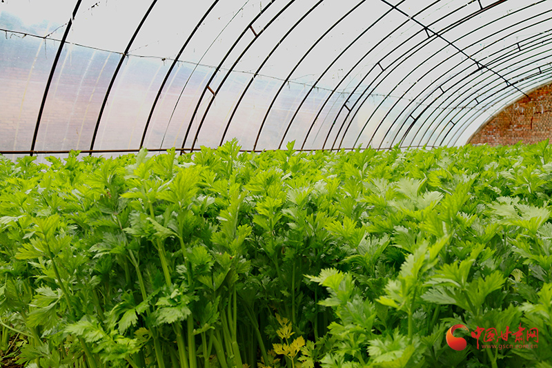 【新春走基層】崇信：蔬菜產業(yè)拓寬致富路