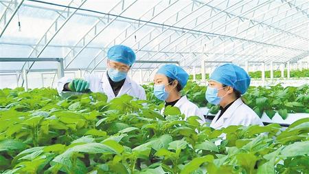 【鄉(xiāng)村·新關注】惠風和暢正當時 梯田沃野春耕忙