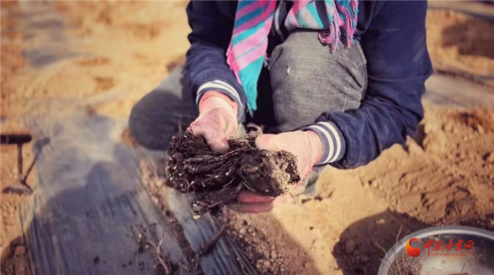 【隴拍客】好消息！榆中縣馬坡鄉(xiāng)在高海拔的馬銜山山麓種植1500畝當(dāng)歸