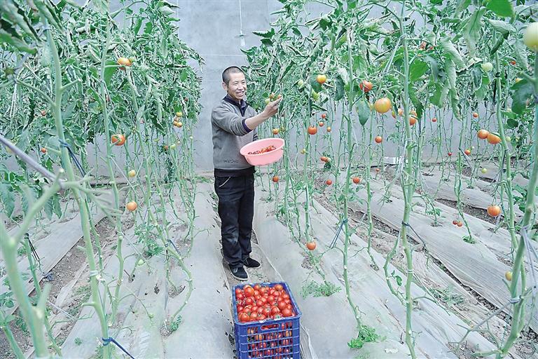 臨夏縣尹集、刁祁鎮(zhèn)易地扶貧搬遷后續(xù)產(chǎn)業(yè)園有日光溫室534座