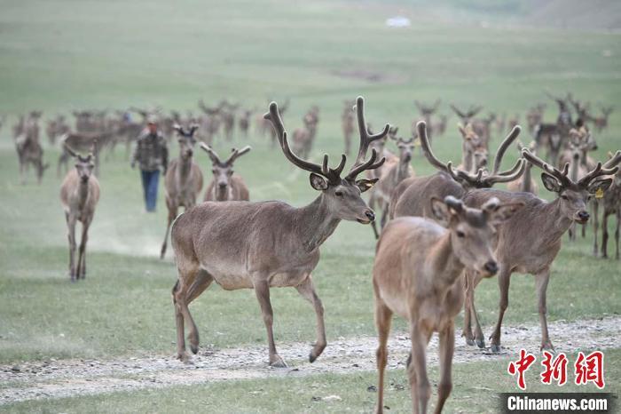 圖為肅南縣馬鹿養(yǎng)殖場內(nèi)的鹿群?！钇G敏 攝
