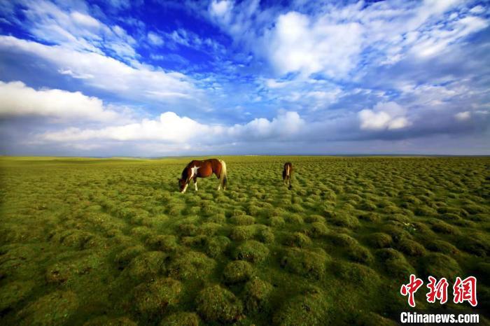 圖為甘肅甘南藏族自治州草原風(fēng)光。(資料圖) 艾慶龍 　攝