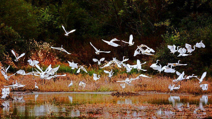 白鷺翩躚舞初冬。吳康軍攝