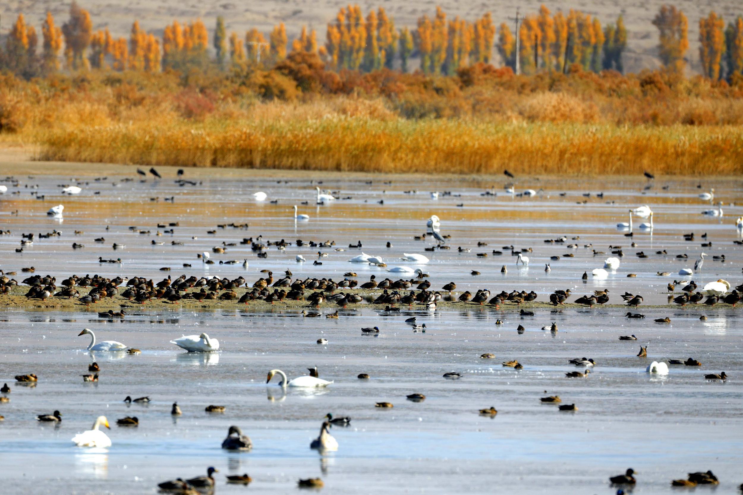 天鵝飛抵高臺(tái)縣黑河濕地嬉戲覓食、棲息越冬。尹昭霞攝