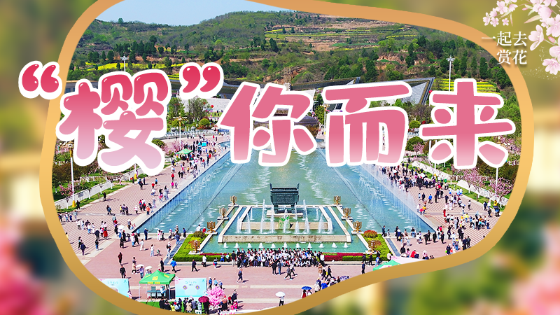 海報|春色爛漫，一組海報“云賞”櫻花盛開