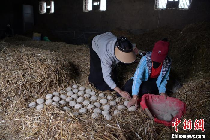 酒曲成型之后入曲房，入室之前要灑水，再鋪青稞草，防止曲塊的水分被吸走，曲房內(nèi)有通風道、窗戶、暖氣、電熱爐等各種控制曲房溫度的設(shè)備。圖為5月10日，工作人員將成型的曲塊搬運到曲房。九美旦增　攝