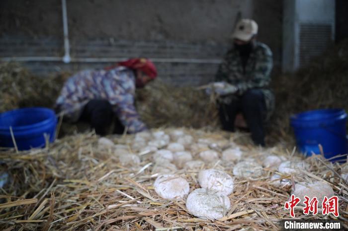 酒曲從曲坯入房培養(yǎng)到培養(yǎng)結(jié)束，整個培養(yǎng)周期控制在4至8天，曲坯的要求光滑，軟硬適宜，手按曲坯不松散，結(jié)實，薄厚一致。圖為5月10日，工作人員準備將培養(yǎng)好的曲坯拿到外面晾曬。九美旦增　攝