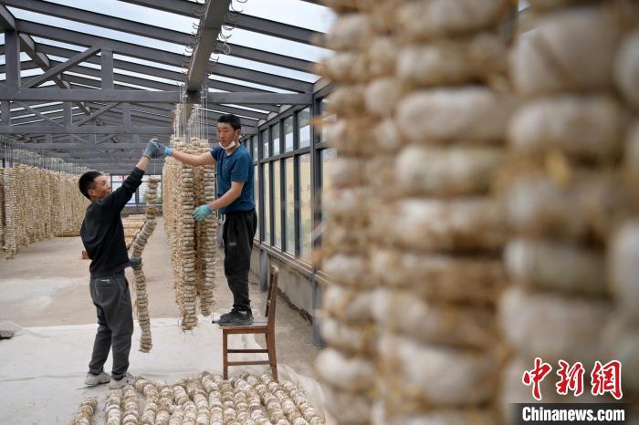 圖為5月10日，工作人員將用青稞面和青稞草等制成的曲坯用繩子串起來晾曬。九美旦增　攝