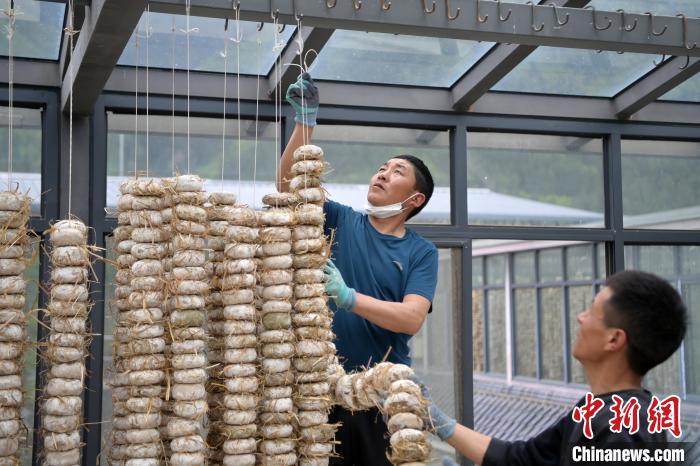 圖為5月10日，工作人員將用青稞面和青稞草等制成的曲坯用繩子串起來晾曬。九美旦增　攝