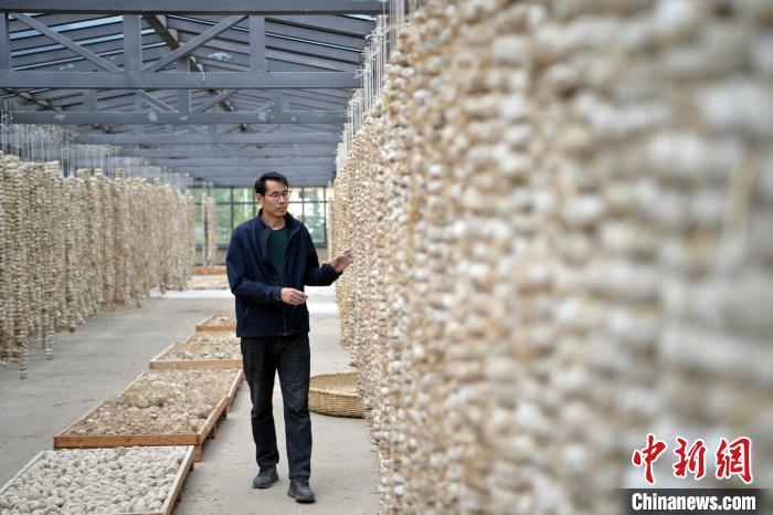 圖為5月10日，工作人員檢查晾曬的曲胚。九美旦增　攝