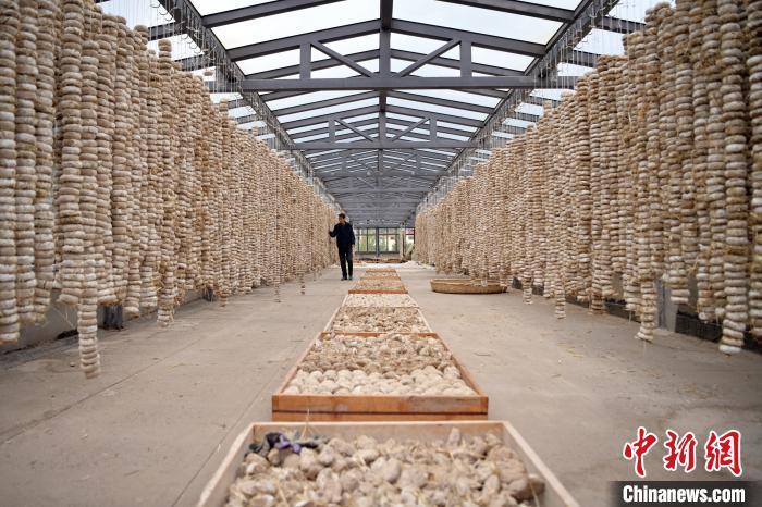 圖為5月10日，工作人員檢查晾曬的曲胚。九美旦增　攝