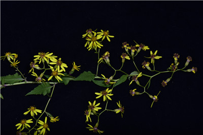 1735619130885635.jpg 千里光 (23).JPG