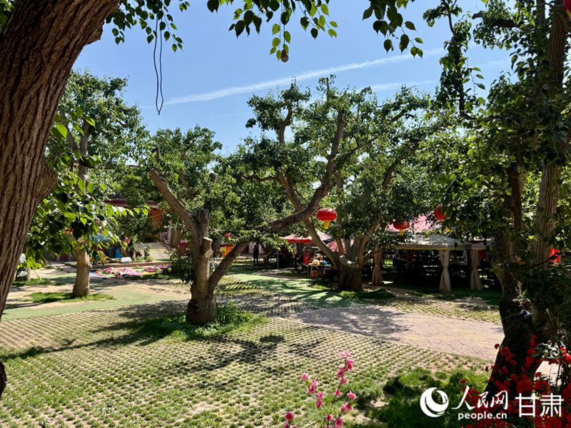 什川古梨園。人民網(wǎng)記者 焦隆攝