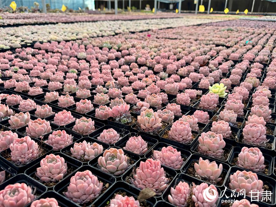 蘭州鑫源現(xiàn)代農(nóng)業(yè)休閑觀光旅游景區(qū)多肉大棚。人民網(wǎng)記者 焦隆攝